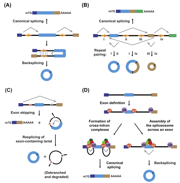 TRENDS CELL BIOL CircRNA最新综述研究来了 黄灿华教授 实验室