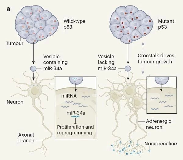 突变p53癌细胞通过囊泡内容物操纵邻近的神经元(图片来源: 参考