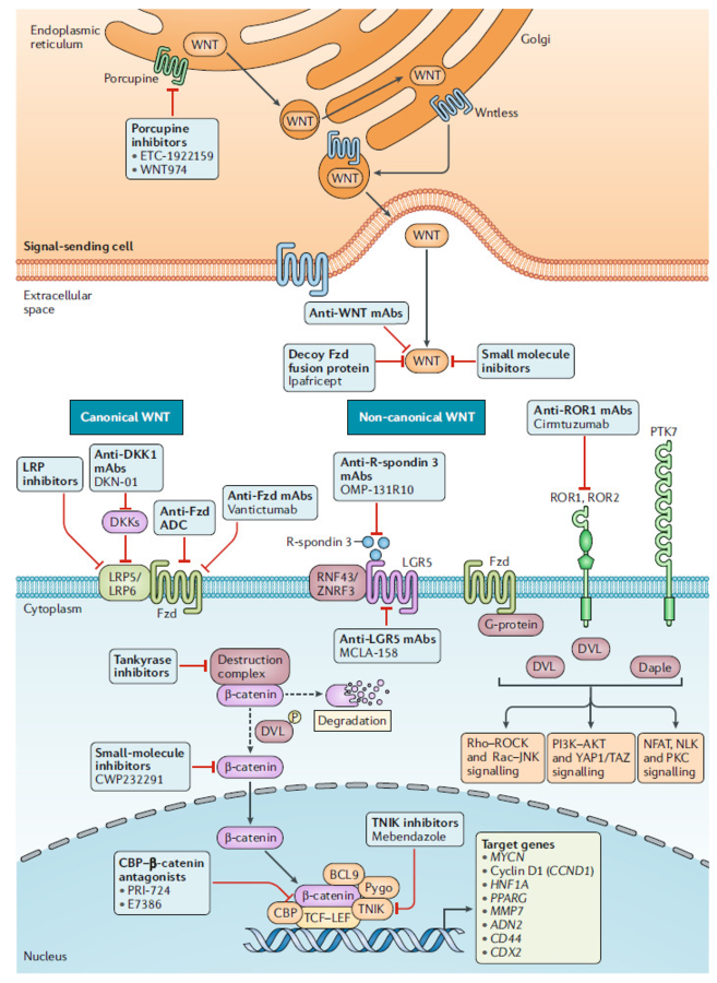 Nature最新综述:靶向癌症干细胞 ，掀起抗癌药研发热潮
