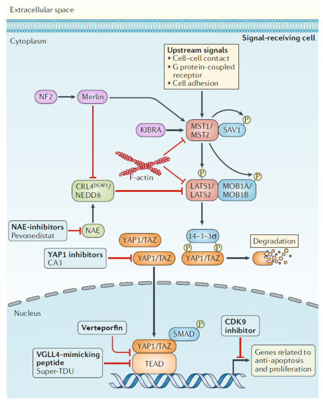 图4 hippo信号通路和相关治疗靶点(图片来源:nature reviews