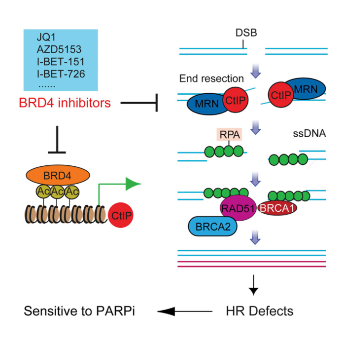 14 蒋静文分享"brd4抑制剂诱导同源重组缺陷,与parp抑制剂联合使用时