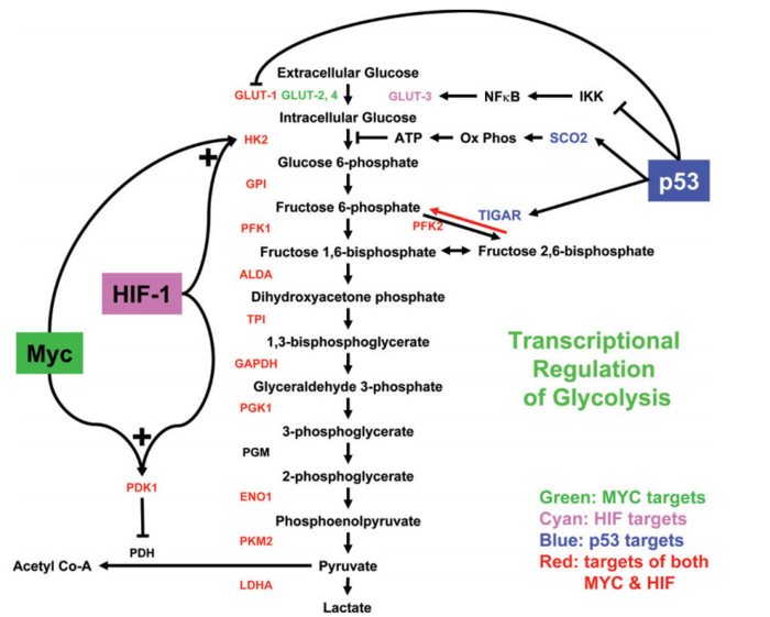 c-myc, hif1 和 p53 对糖酵解代谢途径的调控.