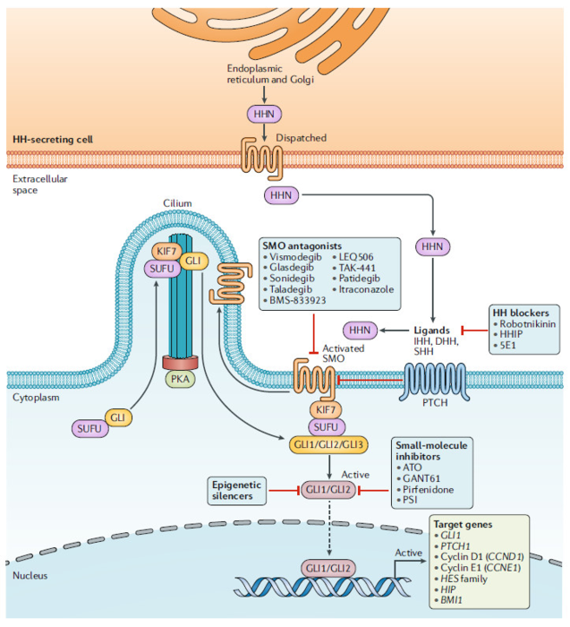 图3 经典hedgehog信号通路以及作为抗癌疗法的相关在研抑制剂(图片