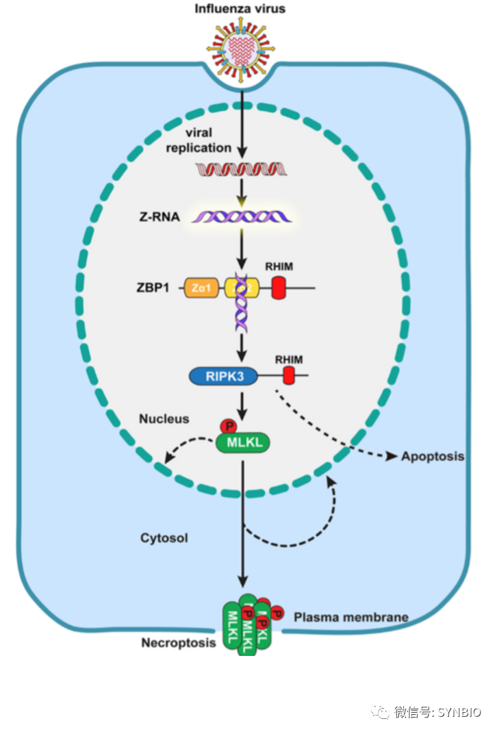 Cell+Nature+Nature|共同讲一个故事: Z型核酸激活ZBP1-RIP3-MLKL通路导致细胞程序性坏死和炎症 - 黄灿华教授 实验室