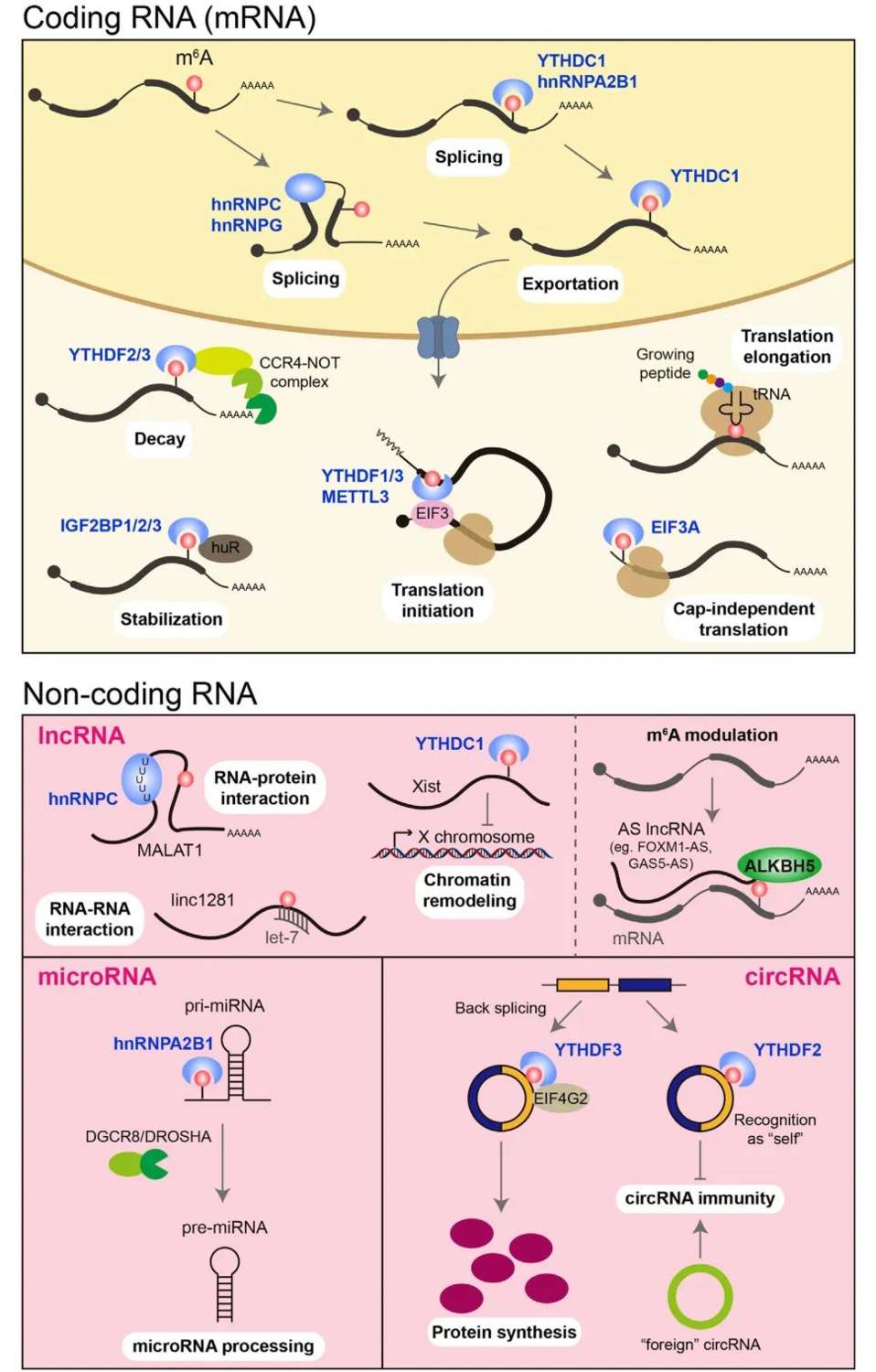 Cancer Cell综述: 编码和非编码RNA的m6A修饰在癌症中的作用和治疗意义 - 黄灿华教授 实验室