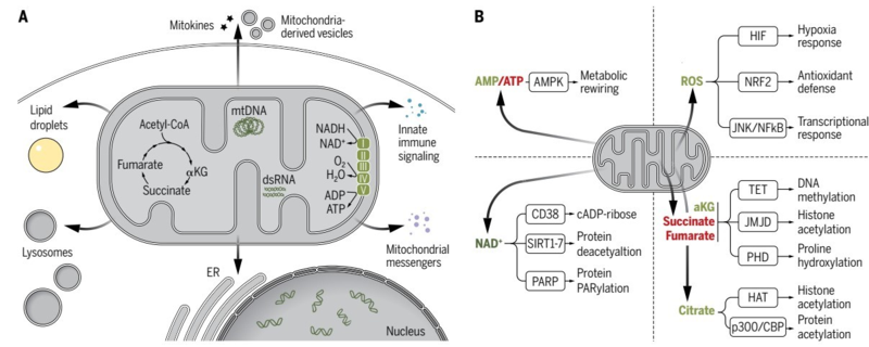 【综述】Science重磅！线粒体细胞通讯关乎健康与疾病 - 黄灿华教授 实验室