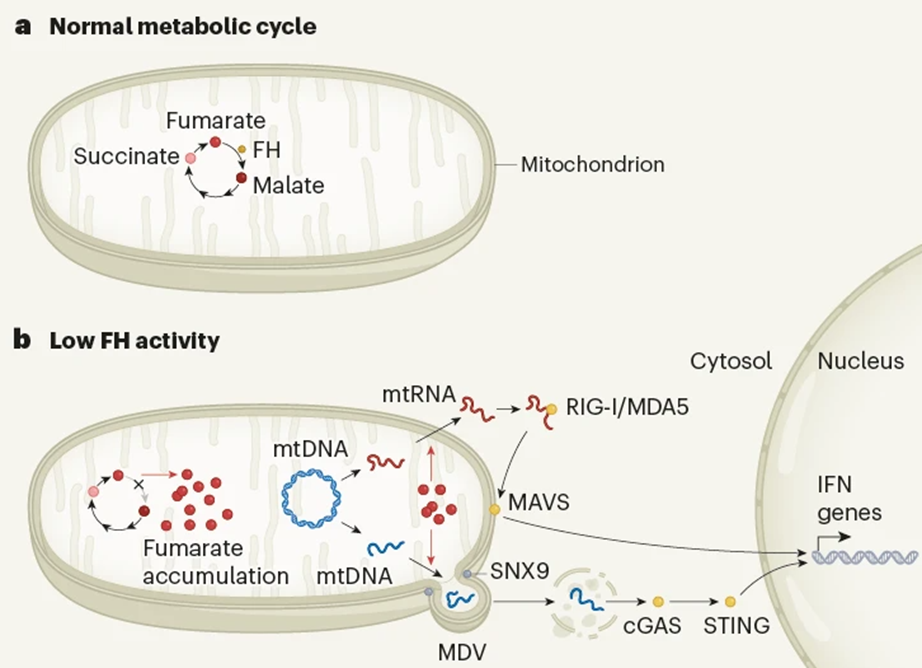 首次！同期2篇Nature揭示线粒体代谢物与炎症之间的关联 - 黄灿华教授 实验室